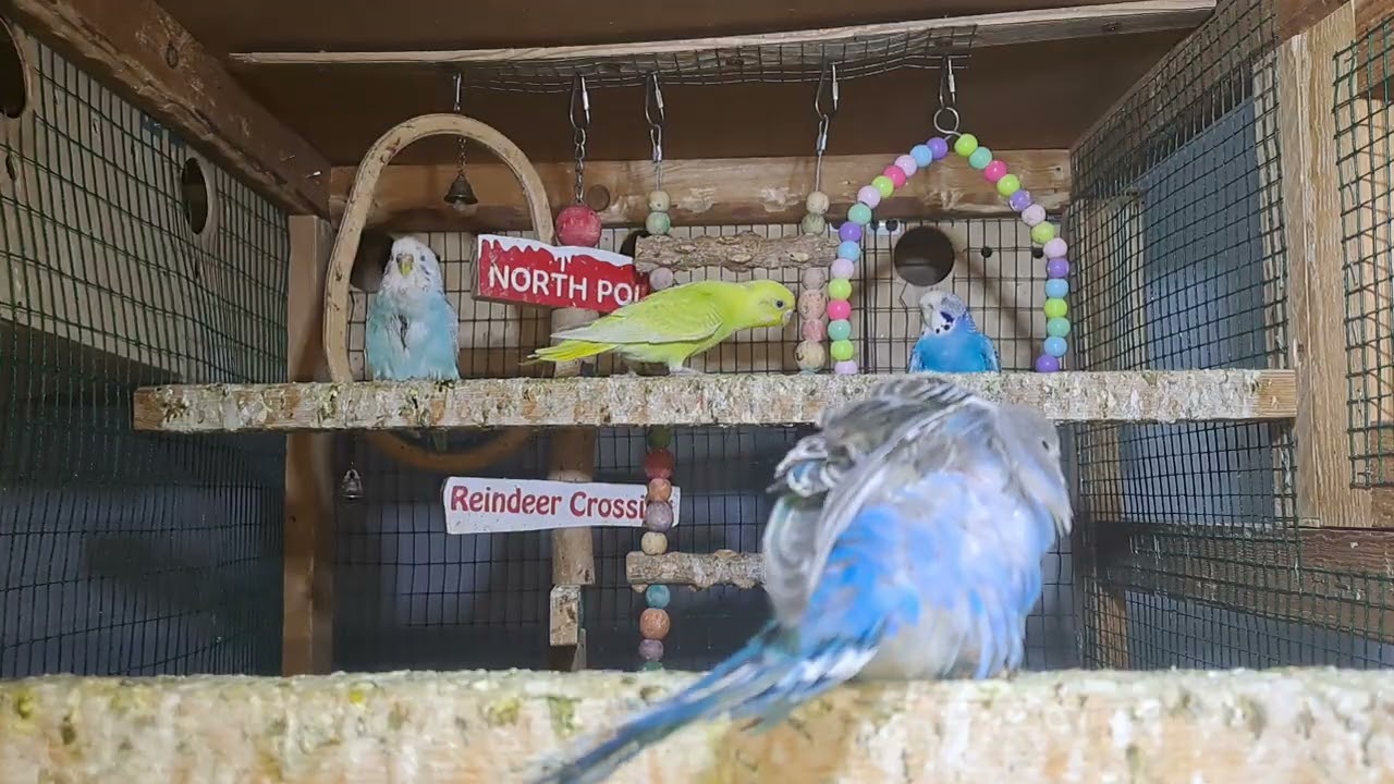 Parrots – Natural Instincts