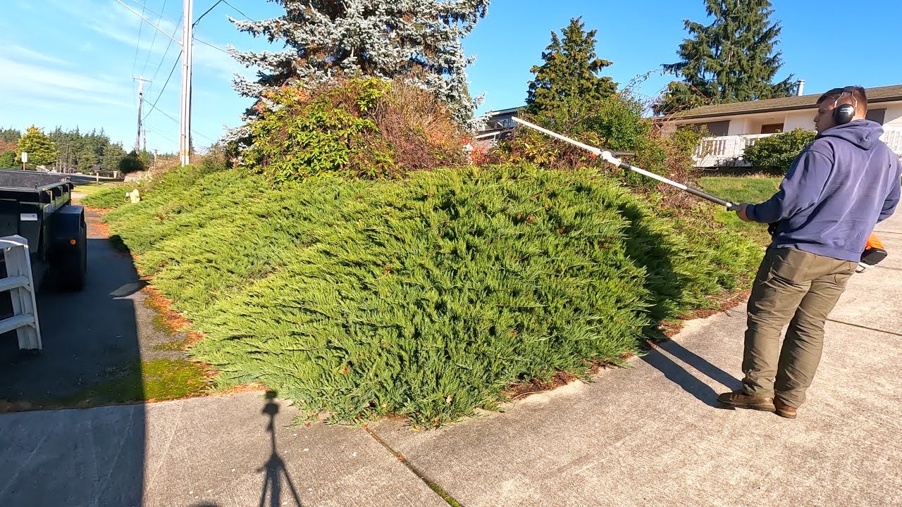 PENSIONER Needed Help With OVERGROWN Juniper Hedge!