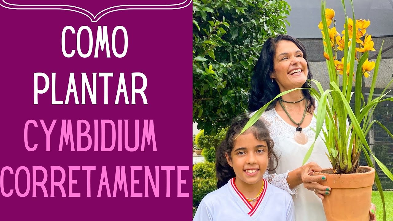 COMO PLANTAR CYMBIDIUM, O MELHOR SUBSTRATO E COMO FAZER FLORIR NOVAMENTE.