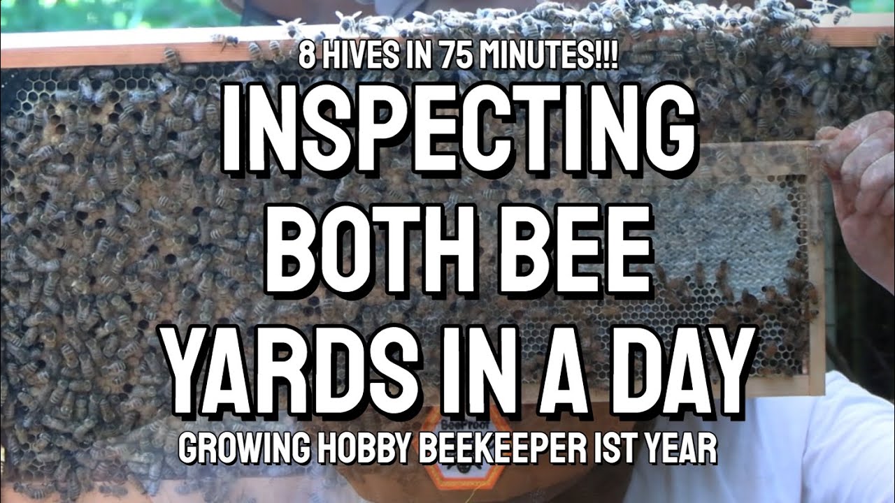 My First Year Beekeeping: A Full Morning of Hive Inspections