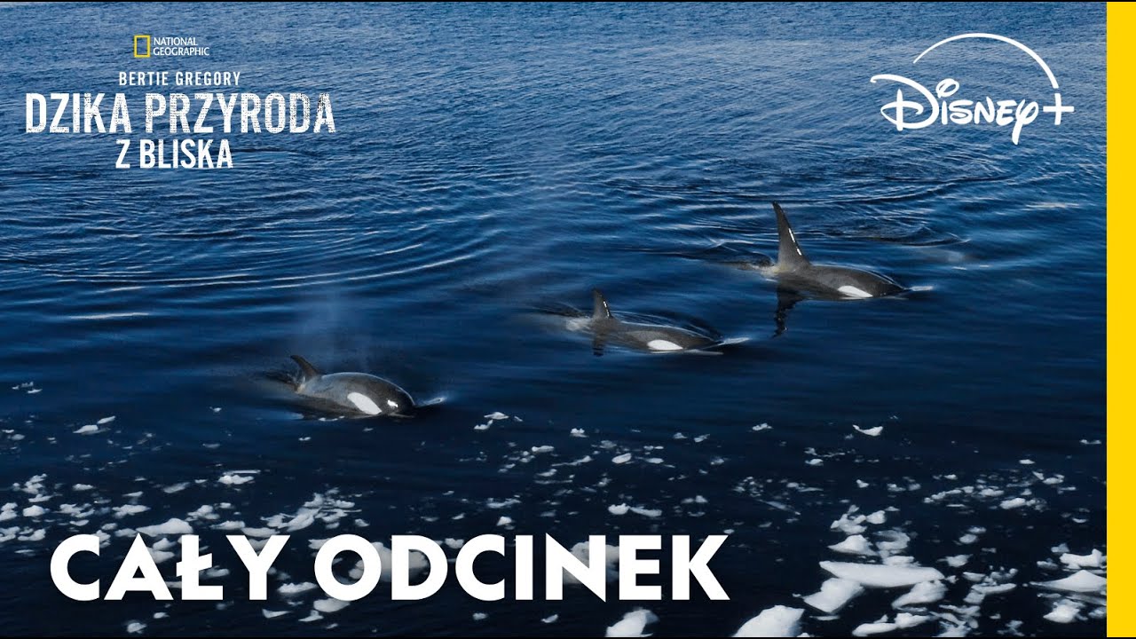 Orki to genialni myśliwi – zobacz ich zabójcze strategie | Bertie Gregory: Dzika przyroda z bliska