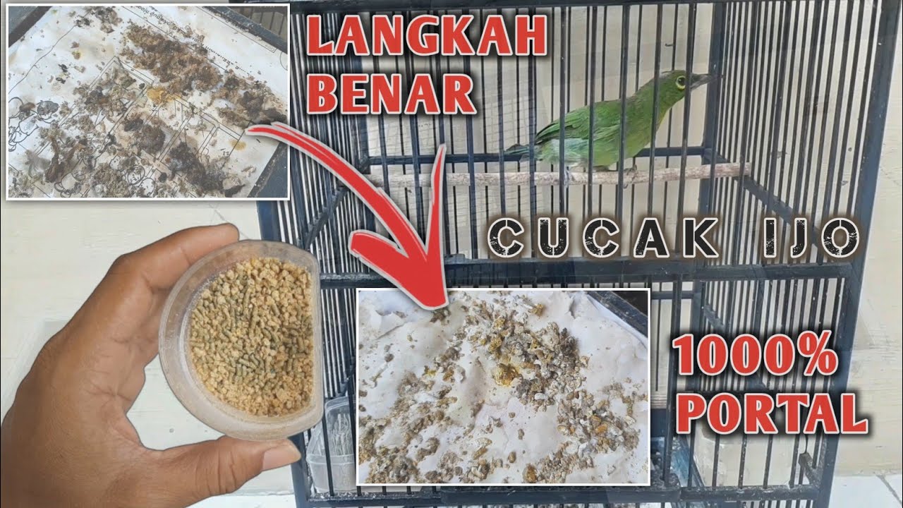 CARA CEPAT MELATIH CUCAK IJO MAKAN VOER TOTAL || Merk Yang Bagus Buat Cucak Ijo Topsong Apa Fancy ?