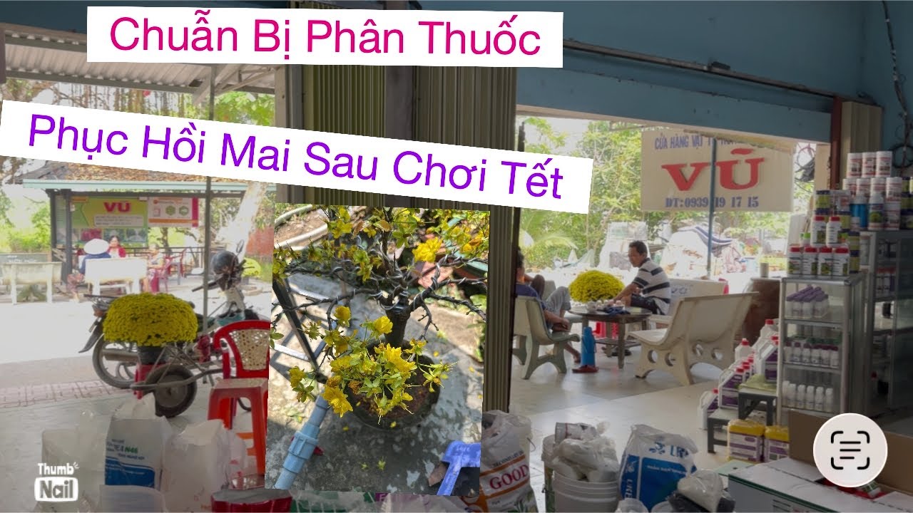 0939 191715 vũ,,Chuẩn bị phân thuốc phục hồi mai sau Tết 