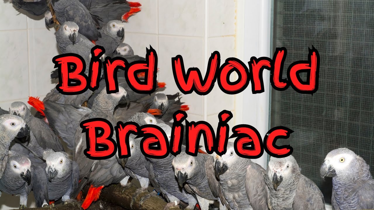 Meet the Super Smart and Super Social African Grey Parrot