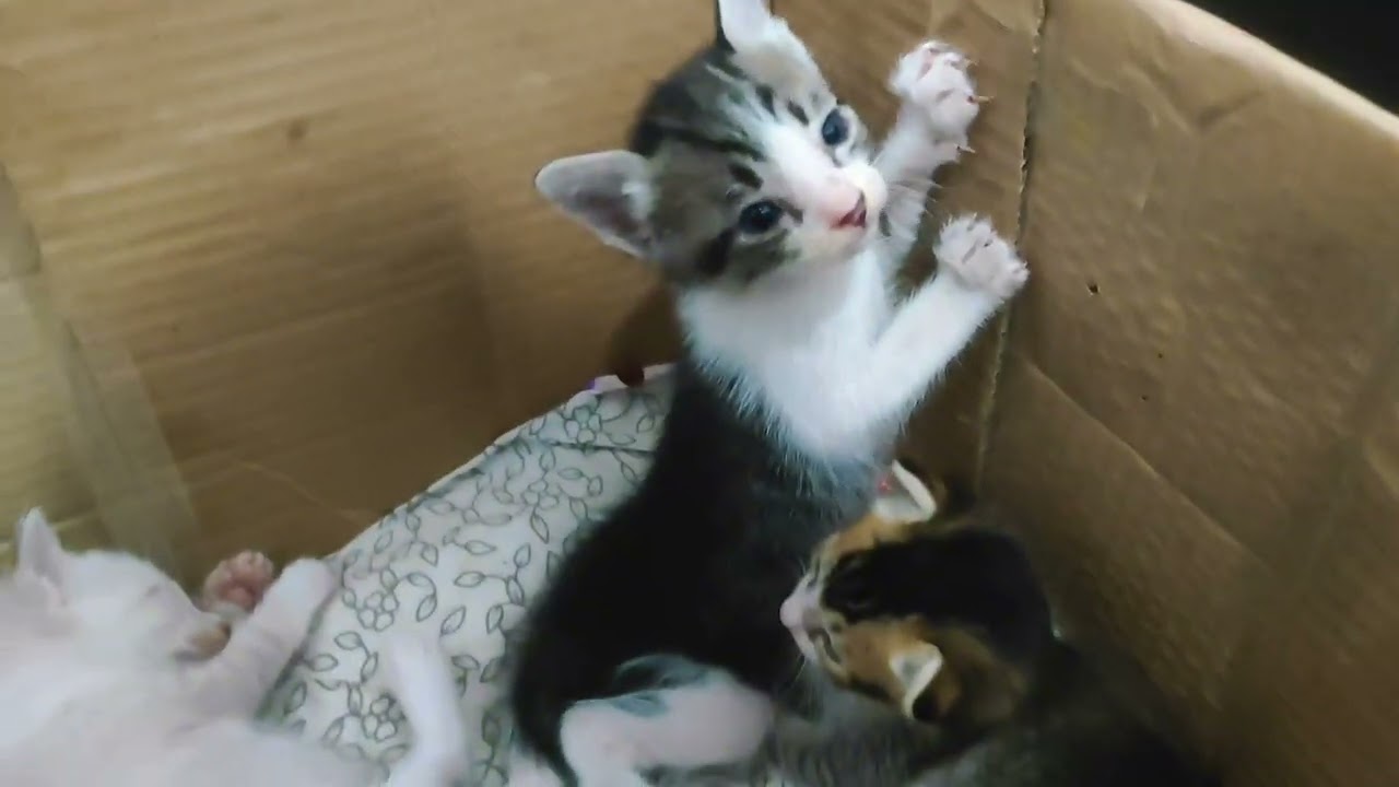 Meow