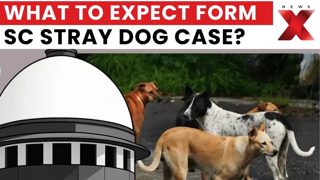Supreme Court Hears Arguments on Stray Dog Issue, Hearing Continues Jan 20 | NewsX