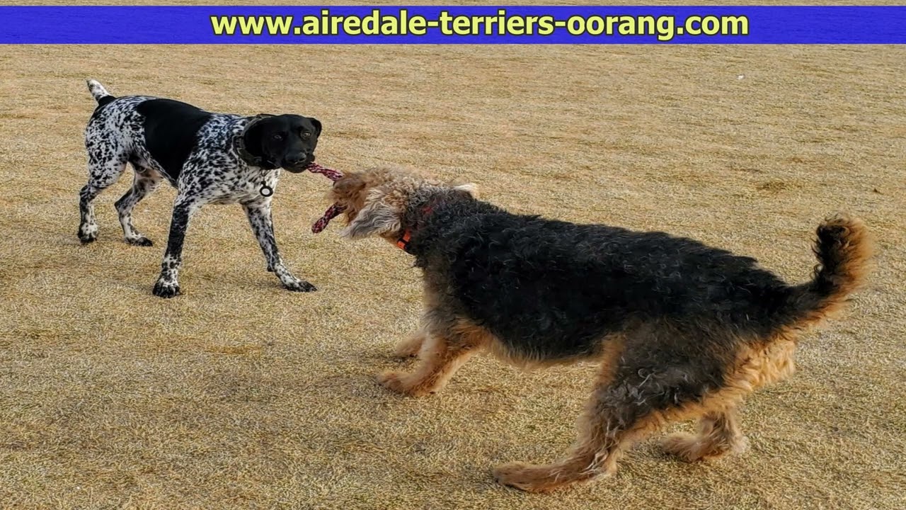 Larger Airedale Terriers 360° UFO