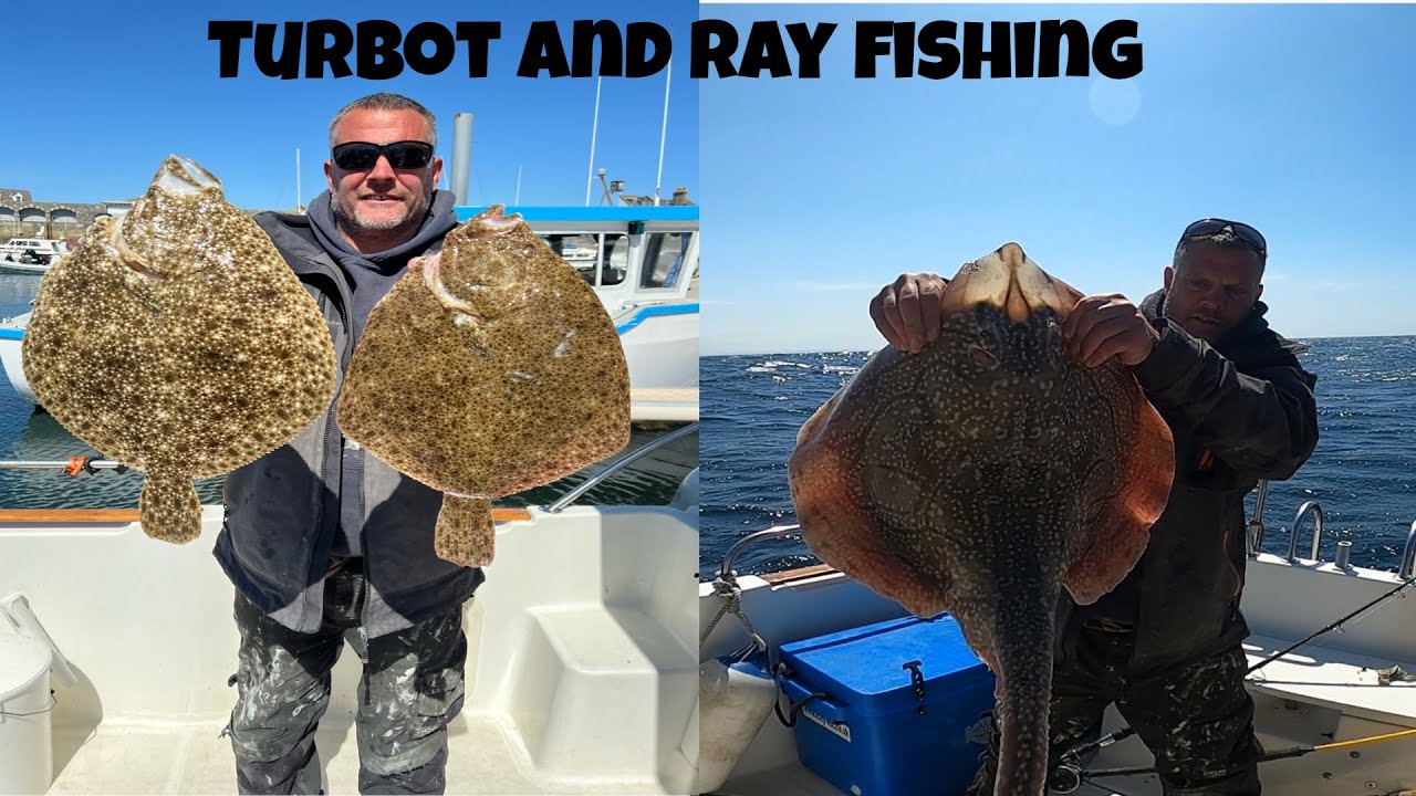 Giant undulate ray and turbot fishing in Guernsey c.I uk
