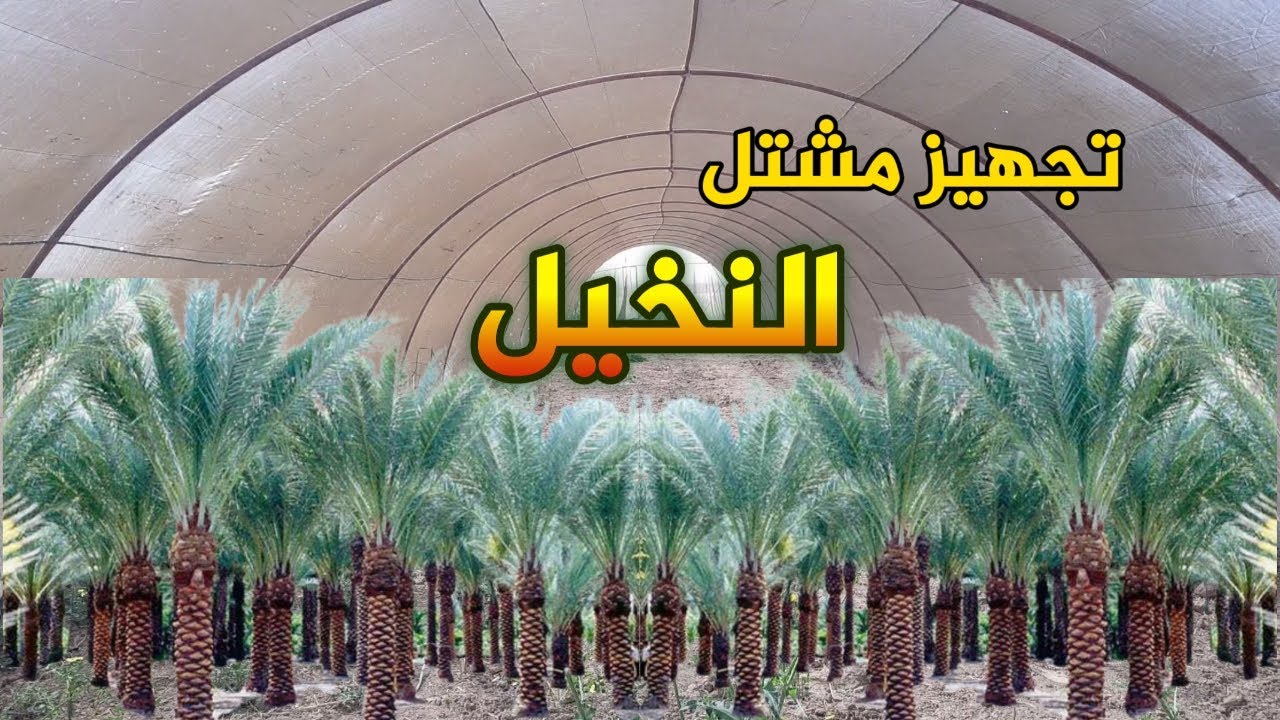 مرحلة التجهيزات الأخيرة اللازمة لإنشاء مشتل النخيل وتجهيز الفسيلة للزراعة