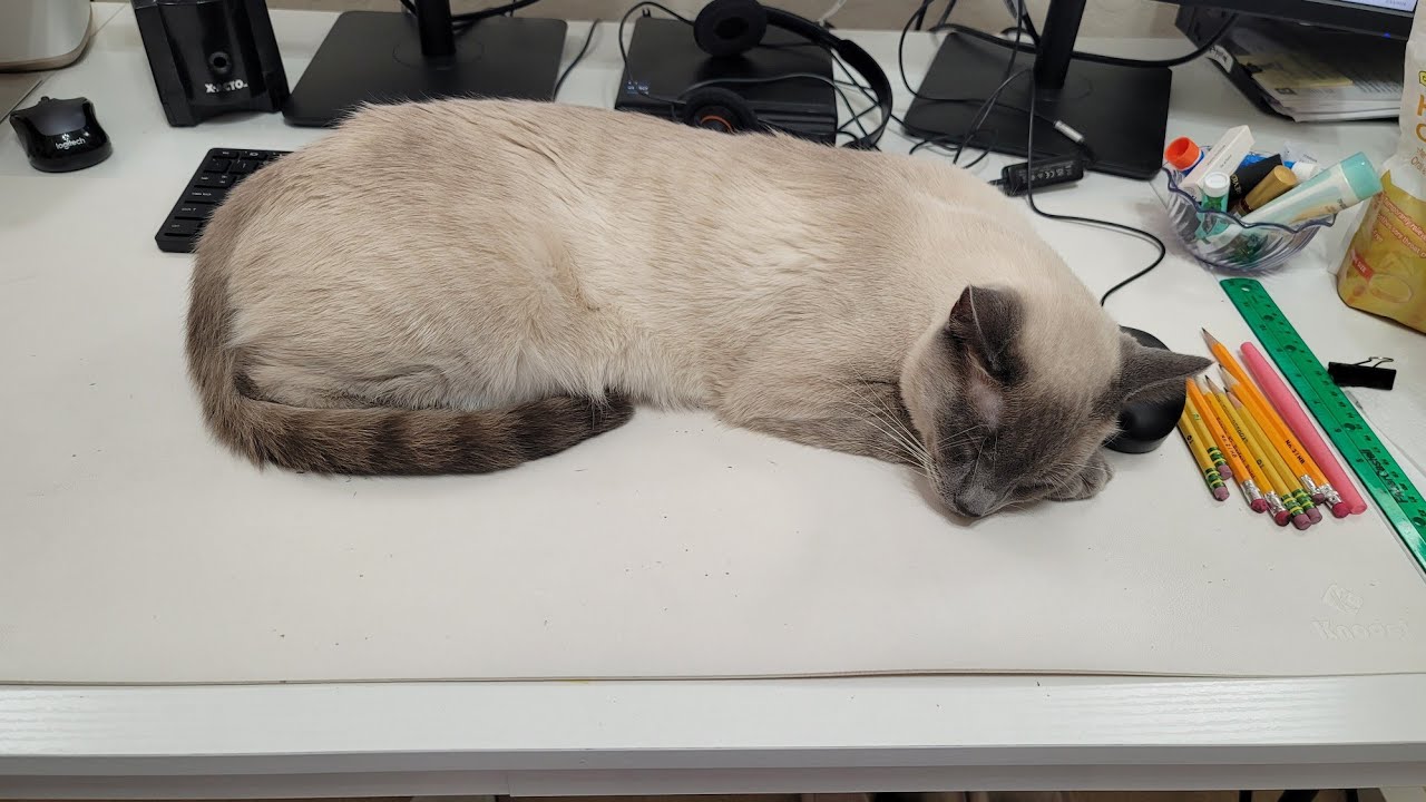 Wilson'll be placed on a diet วิลซันต้องลดน้ำหนัก #wilsonandclaire #น้องวิลซันน้องแคลร์ #cats #แมว 
