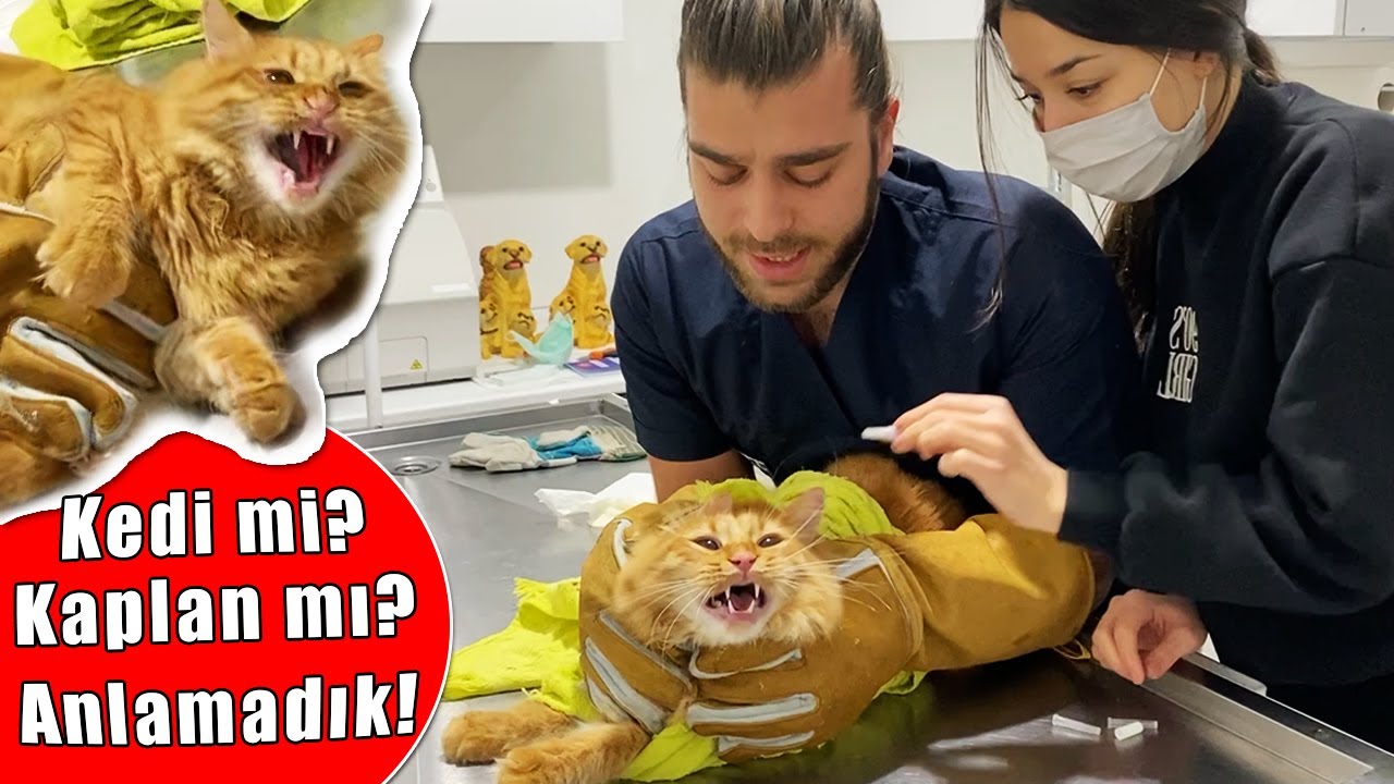 KEDİ SALDIRISI 😱 ELİMİ ISIRDI RESMEN😨 Yeni Seviye Yüklendi: Simba!✅  #inanoğlu #kedisaldırısı