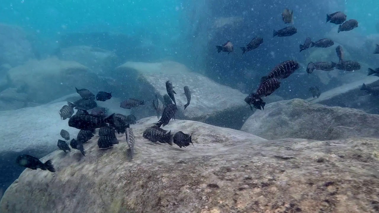 Swimming With Cichlids - Tropheus moorii chaitika