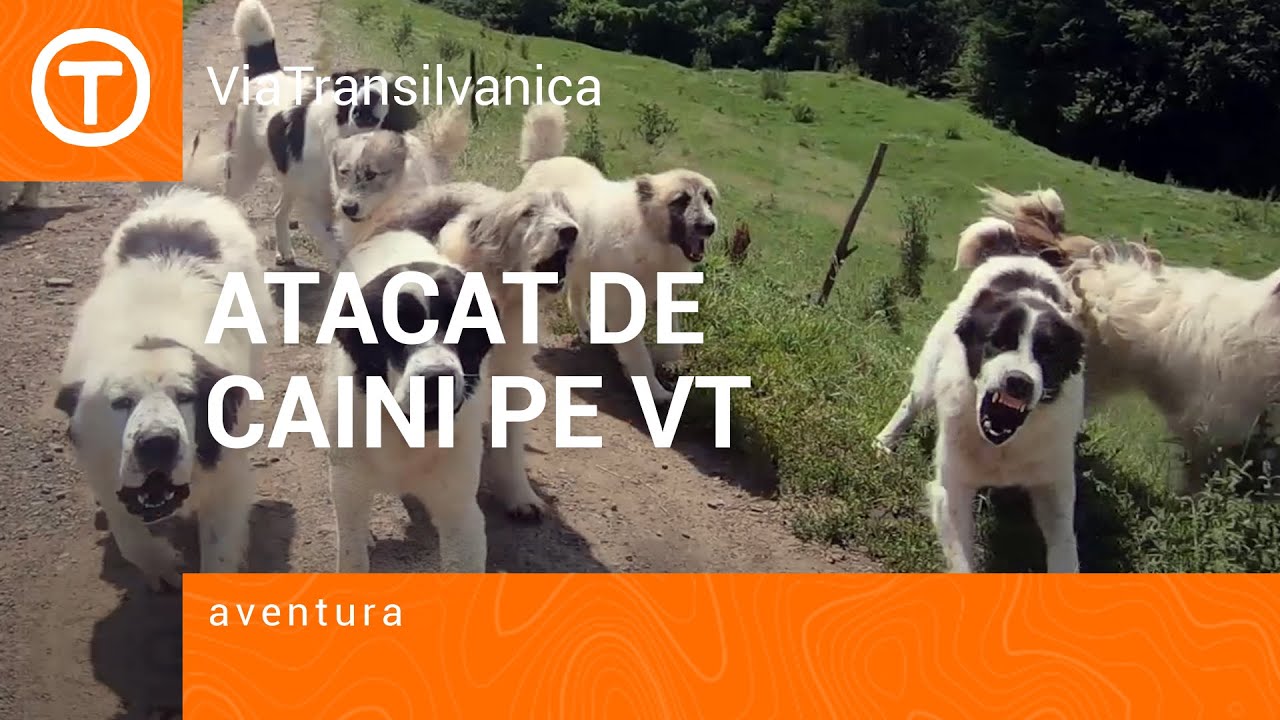 Atacat de caini pe Via Transilvanica