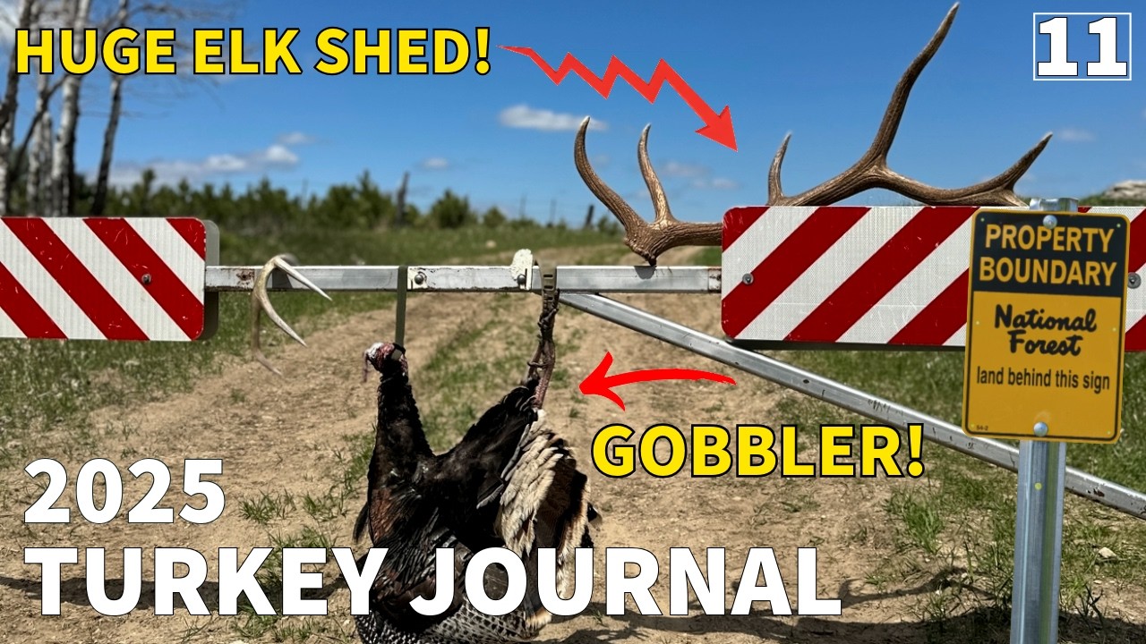 МАКСИМАЛЬНЫЕ УСИЛИЯ ВОЗНАГРАЖДЕНЫ В НАЦИОНАЛЬНОМ ЛЕСУ ШТАТА ВАЙОМИНГ!! ОХОТА НА ИНДЕЙКУ НА ОБЩЕСТ...