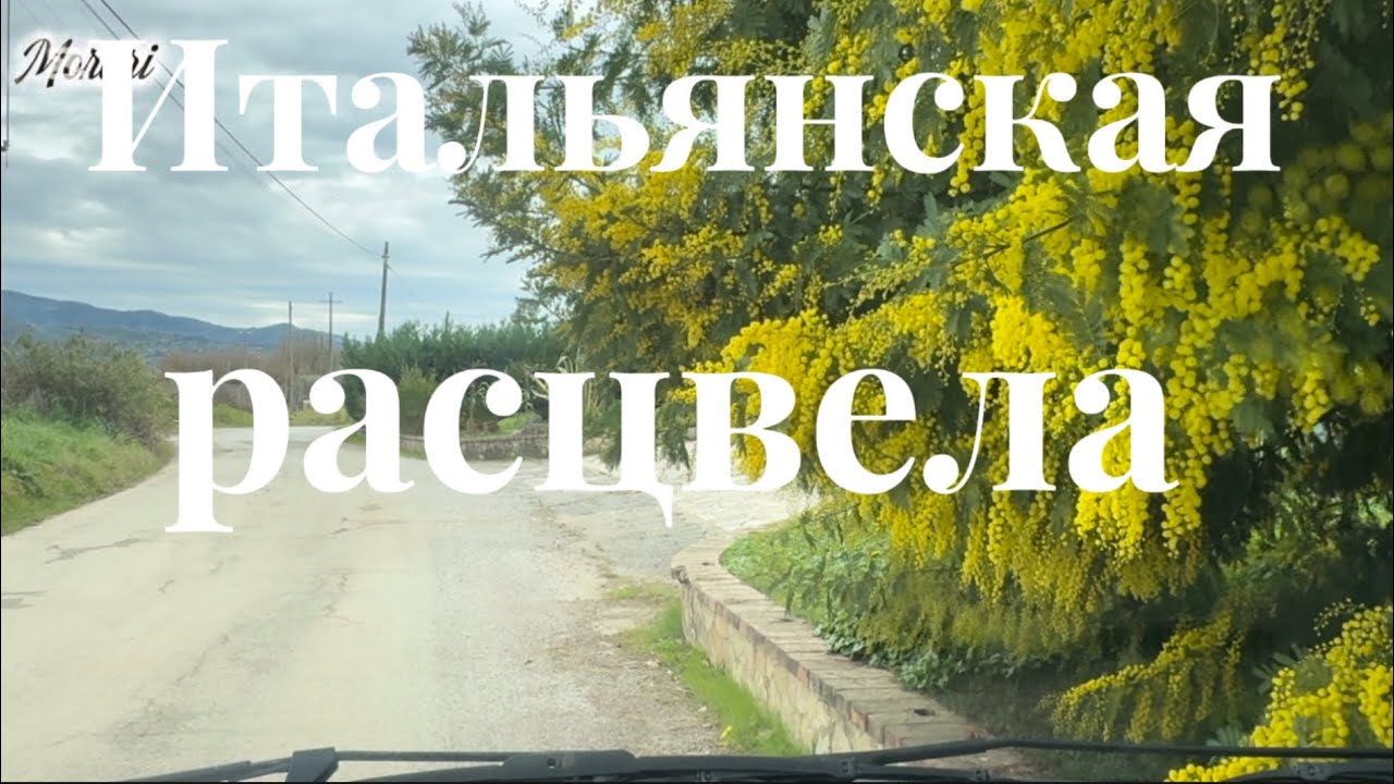 Расцвела итальянская мимоза в январе. Прогулка по прибрежному итальянскому селу.