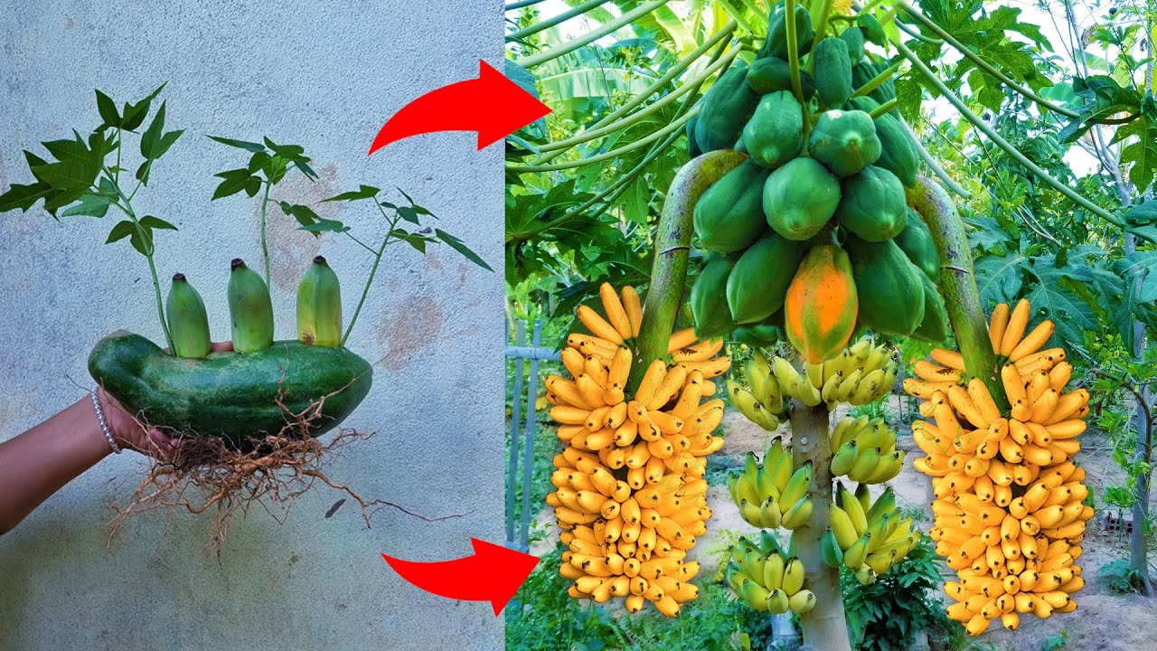 Papaya with Banana : How i Grafting Papaya with Banana produces the most fruit