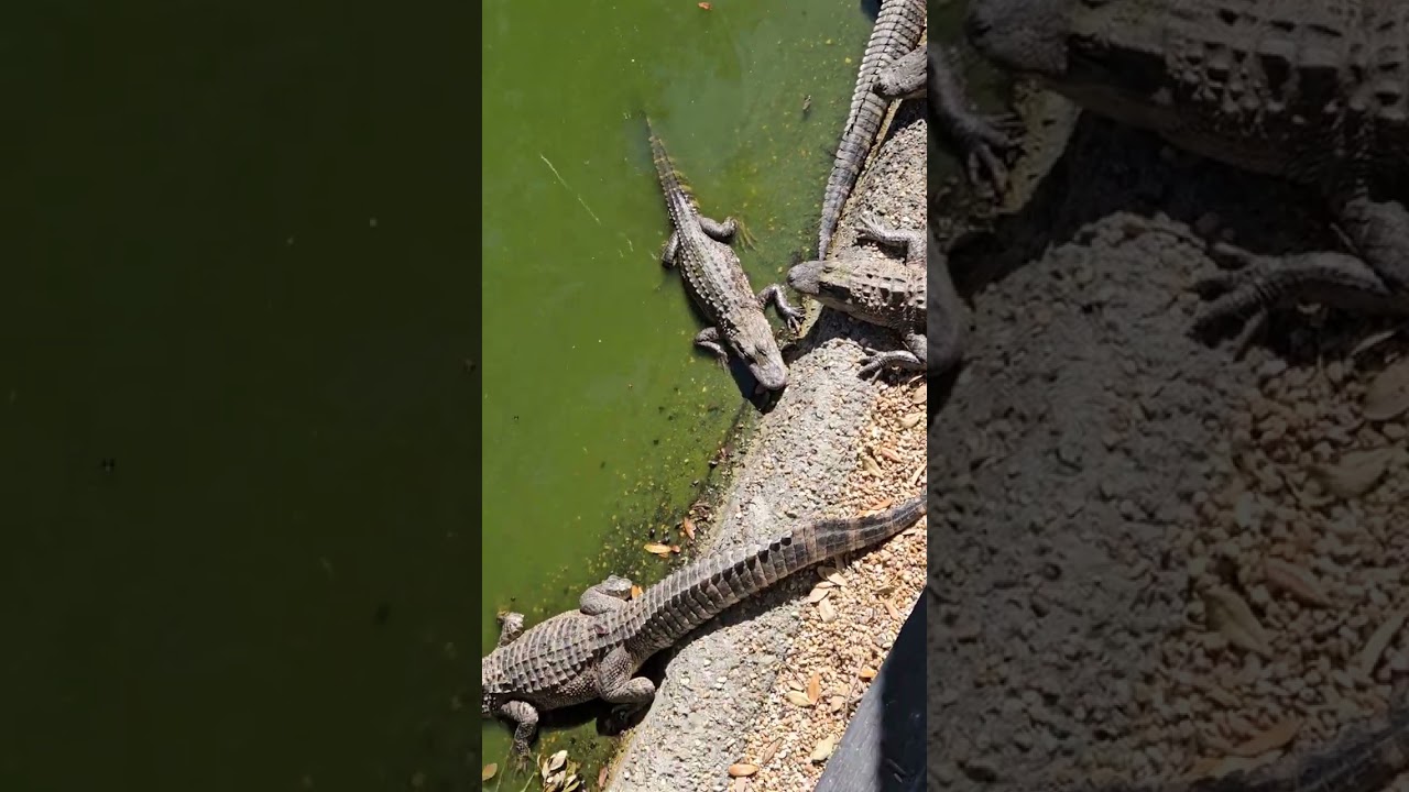Gators are Good Eating