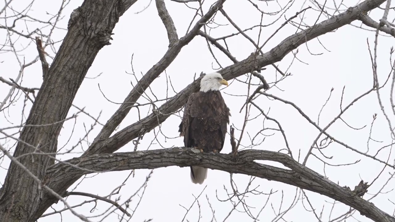 Female & Male Bald Eagles