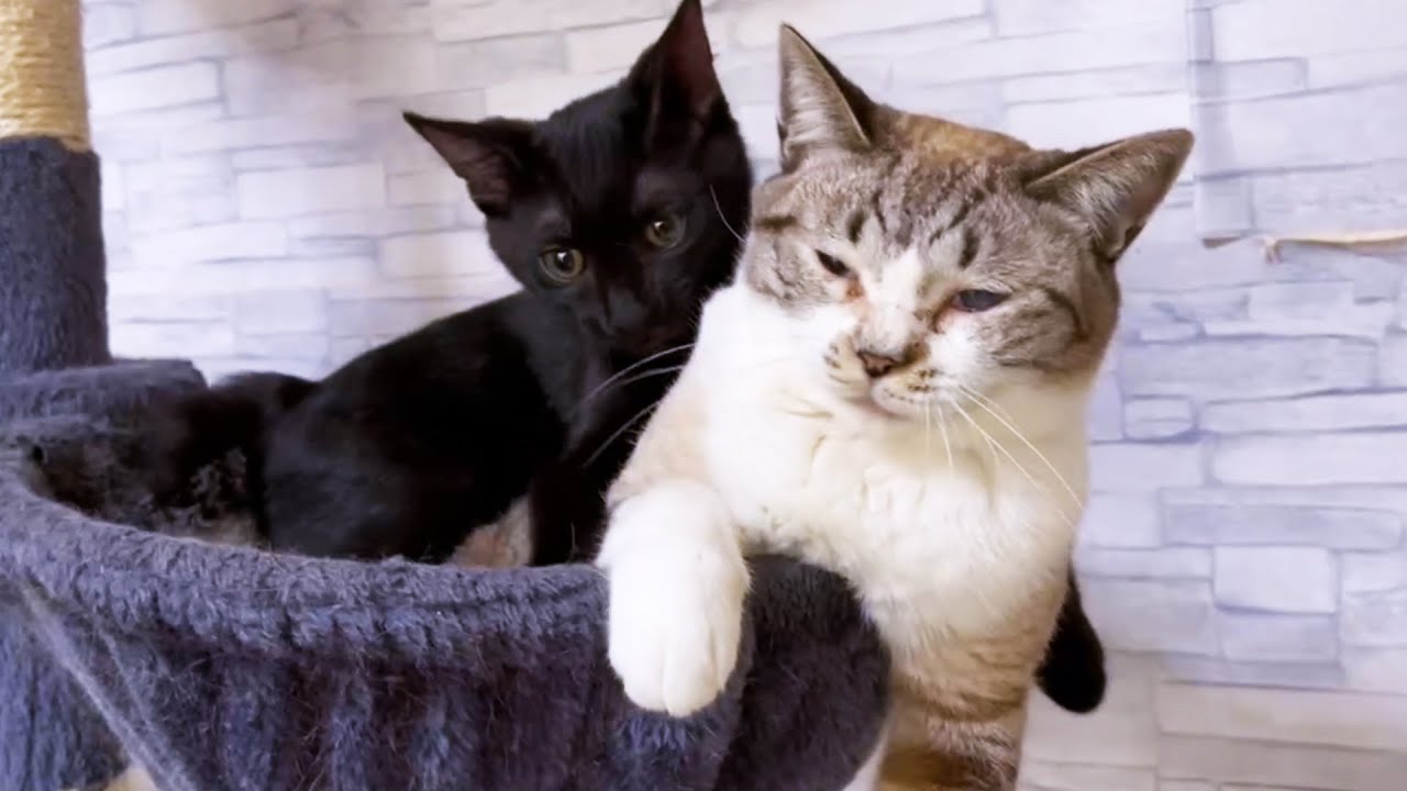 お兄ちゃんお姉ちゃん猫が好き過ぎてムギュ～してしまう子猫♥