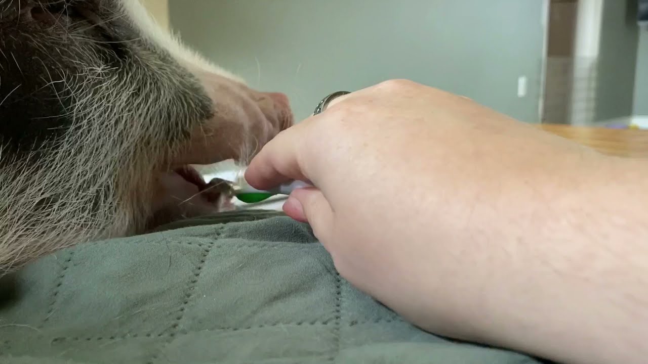 Brushing Mini Pig Phil&rsquo;s teeth
