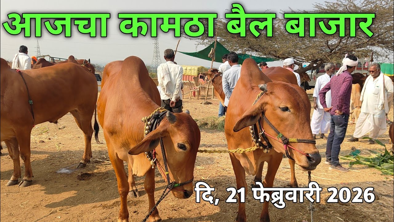 🛑कामठा बैल बाजार | KAMATHA BAIL BAZAR 💥 OX MARKET| दि : 21/02/2026 | वार शनिवार bail bazar ki video 