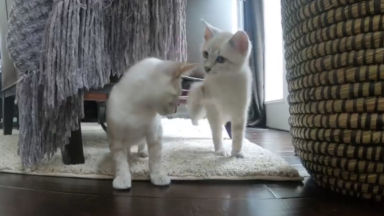 Snow Bengal Kittens - 10 weeks