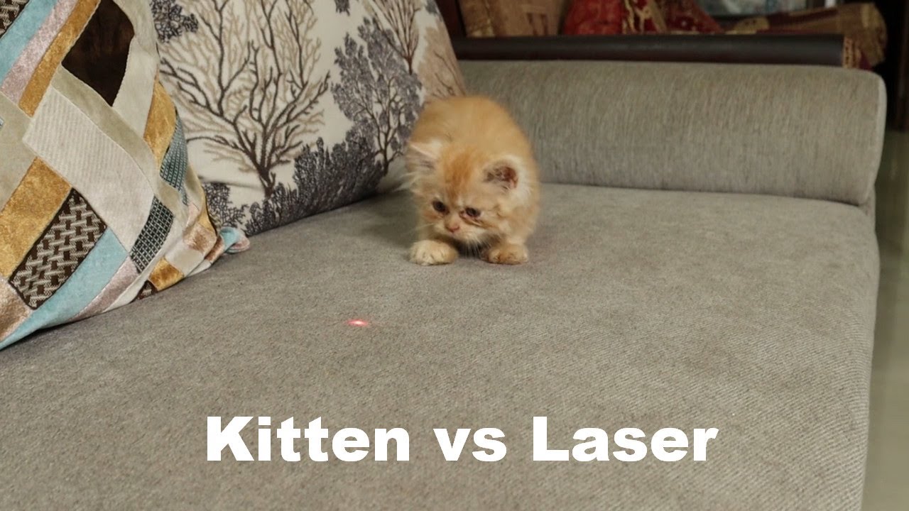 Kitten vs Laser  - Baby Cat Obsessed with Laser Pointer