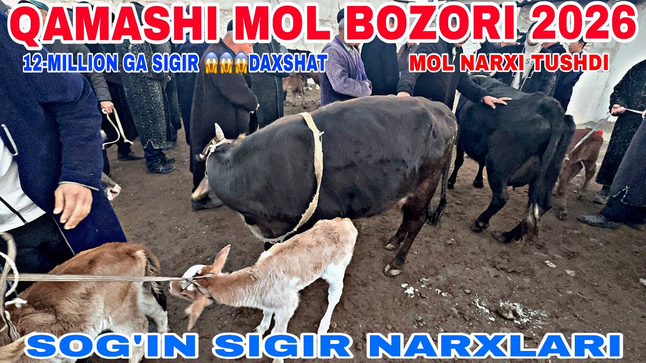 27-FEVRAL QAMASHI MOL BOZORIDAN SOG’IN SIGIR NARXLARI 2026