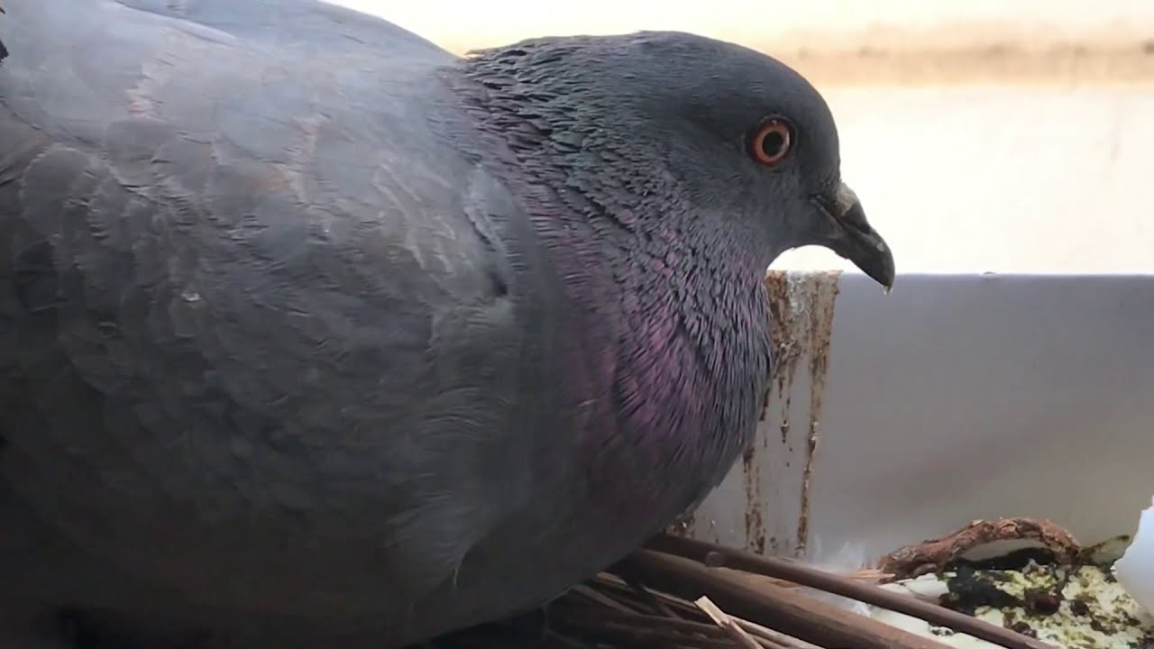Pigeon Parenting Facts Documentary | Life Cycle | Hatching | First Flight | Animals and pet