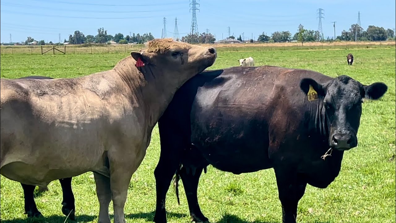 Bull Turnout 2024!
