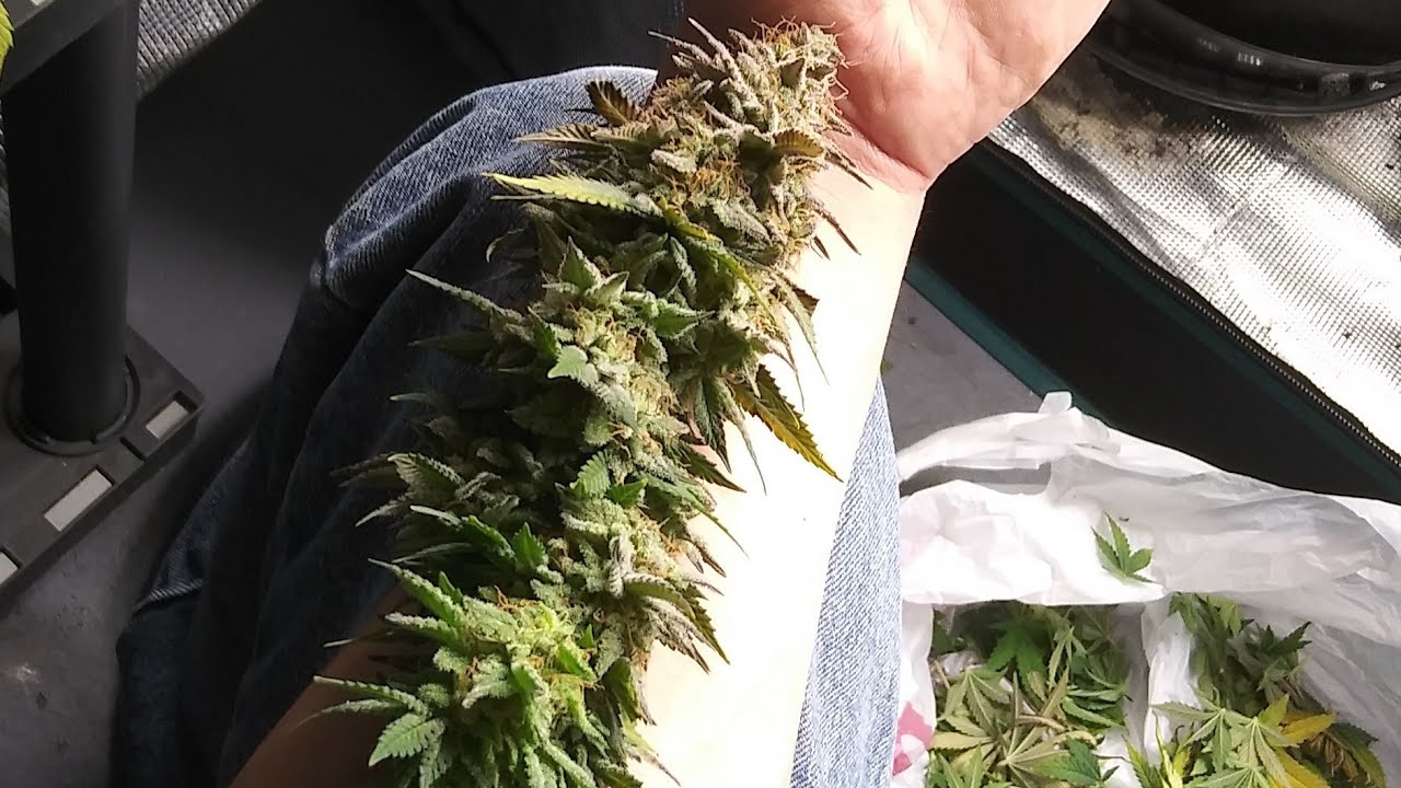 Week 10 of Flower Mars Hydro SP250, harvest time!