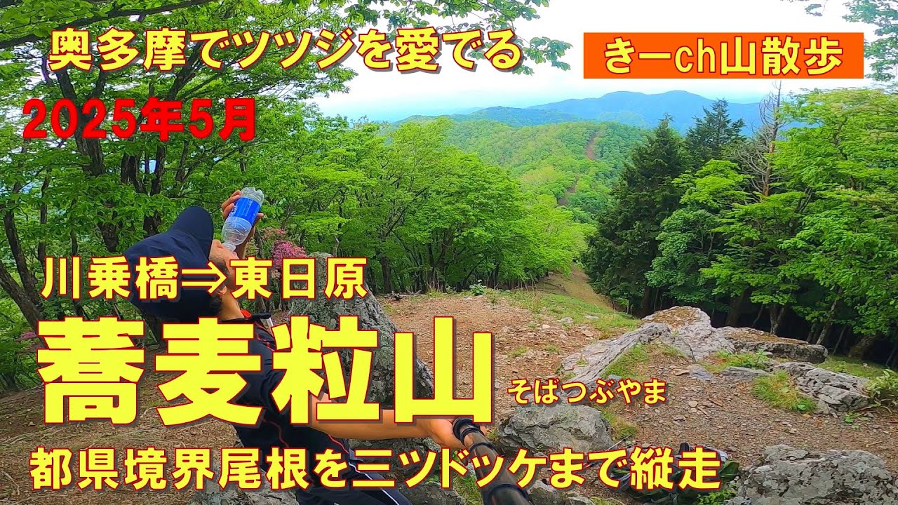 奥多摩の秘境【蕎麦粒山・三ツドッケ】ツツジの季節の都県境界尾根！2025年5月