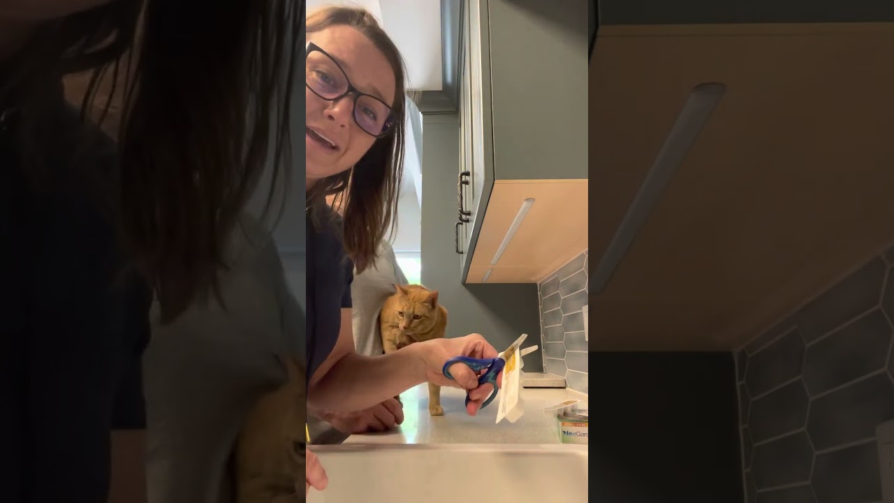 Applying Nexgard Combo topical parasite treatment to a cat named Mittens