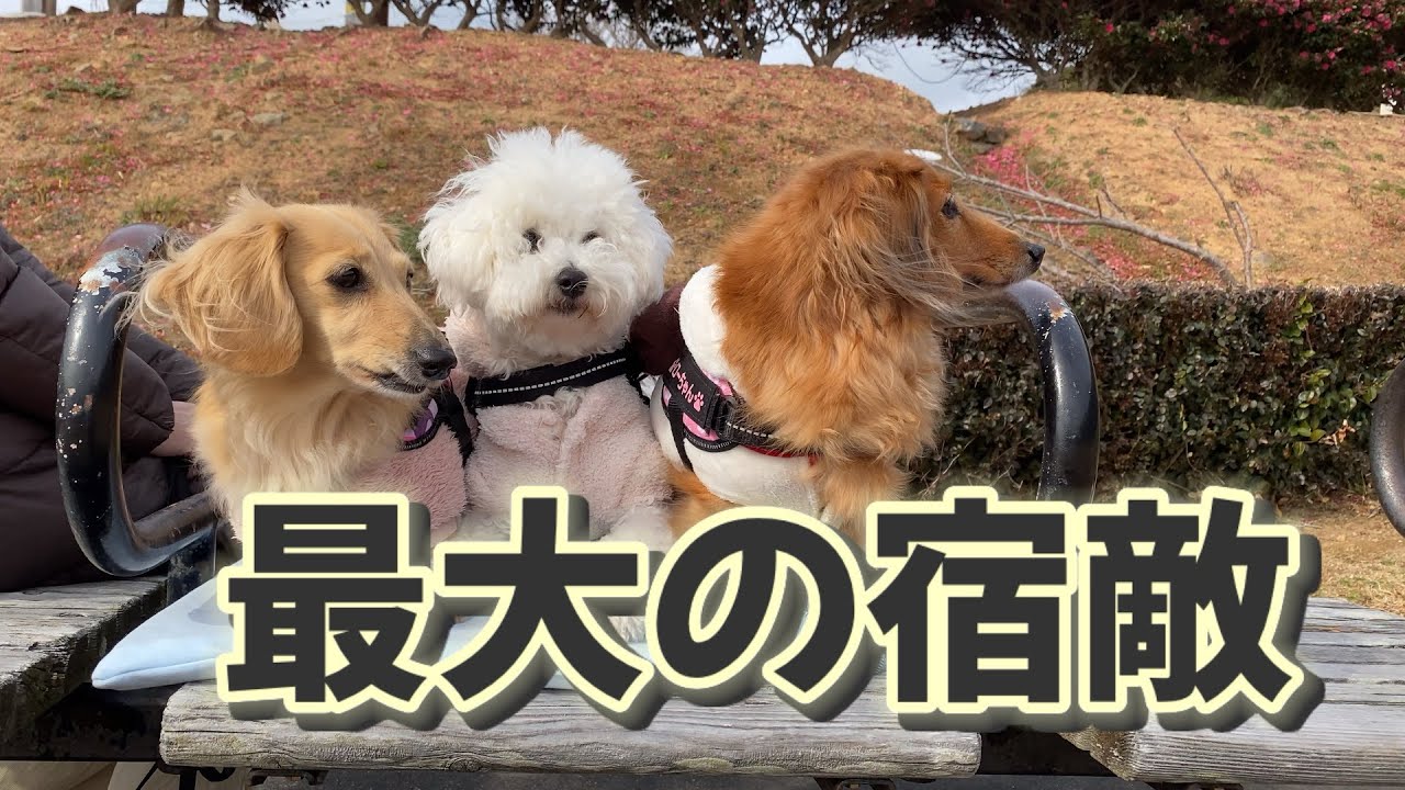 ライバル現る！！