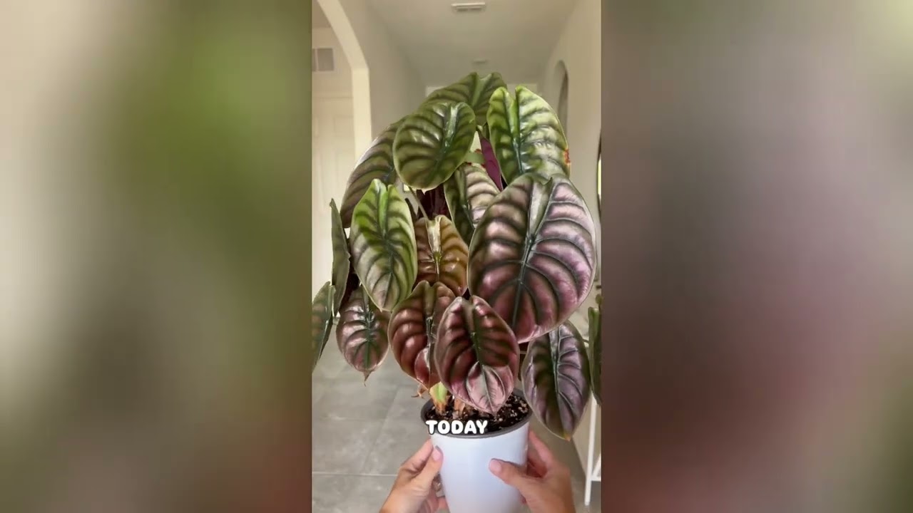 🌿 Rare Plants Indoors &ndash; 25 Stunning & Exotic Houseplants You Need! 🏡✨