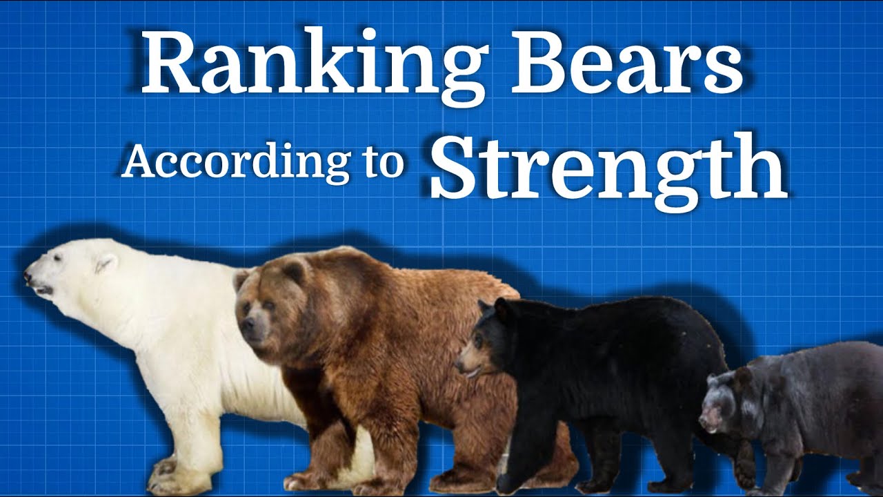Ranking Bears by Strength | Average to Inasanely Powerful!