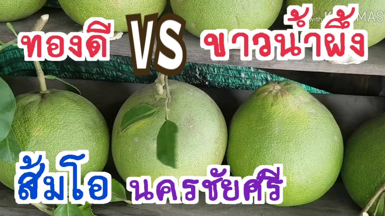 ส้มโอนครชัยศรี ทองดี vs ขาวน้ำผึ้ง อันไหนอร่อยกว่ากัน  |Danthai station