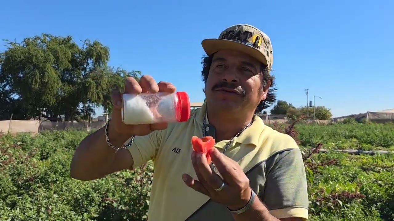 @ElGatoParadoOficial dieron libre la sandia🍉 y así usamos el limón real 🍋