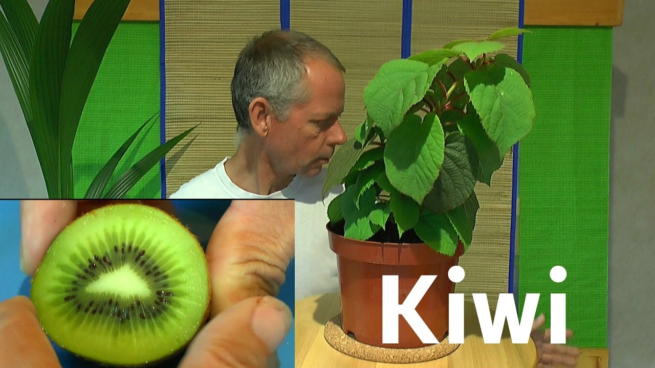 Kiwi vom Samen zur Pflanze