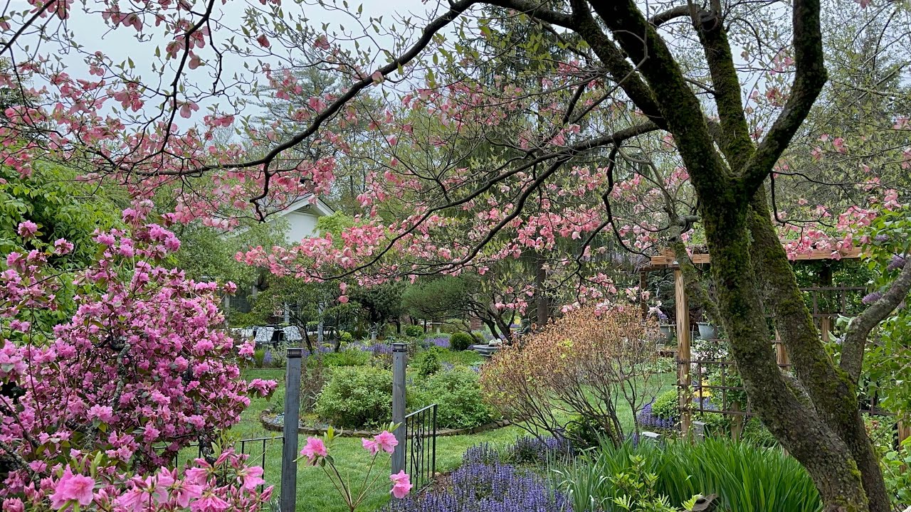 A Beautiful Blooming Day in May (May 8th, 2024)