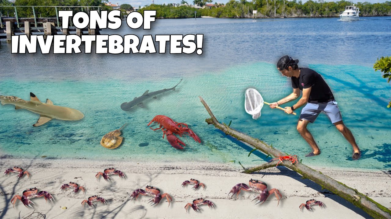 Netting TONS of WILD INVERTEBRATES For My EXOTIC PUFFERFISH!! *rare crab found*