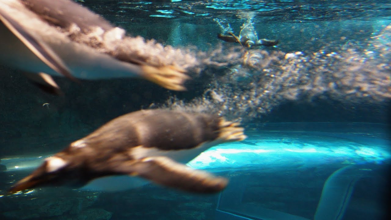 海響館 イワトビペンギンとジェンツーペンギンの高速泳ぎ