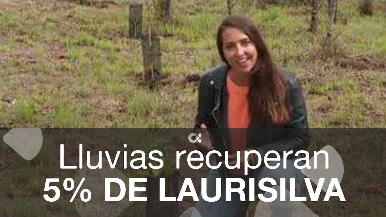 La lluvia de 'Hermine' ayuda a recuperar laurisilva en Gran Canaria