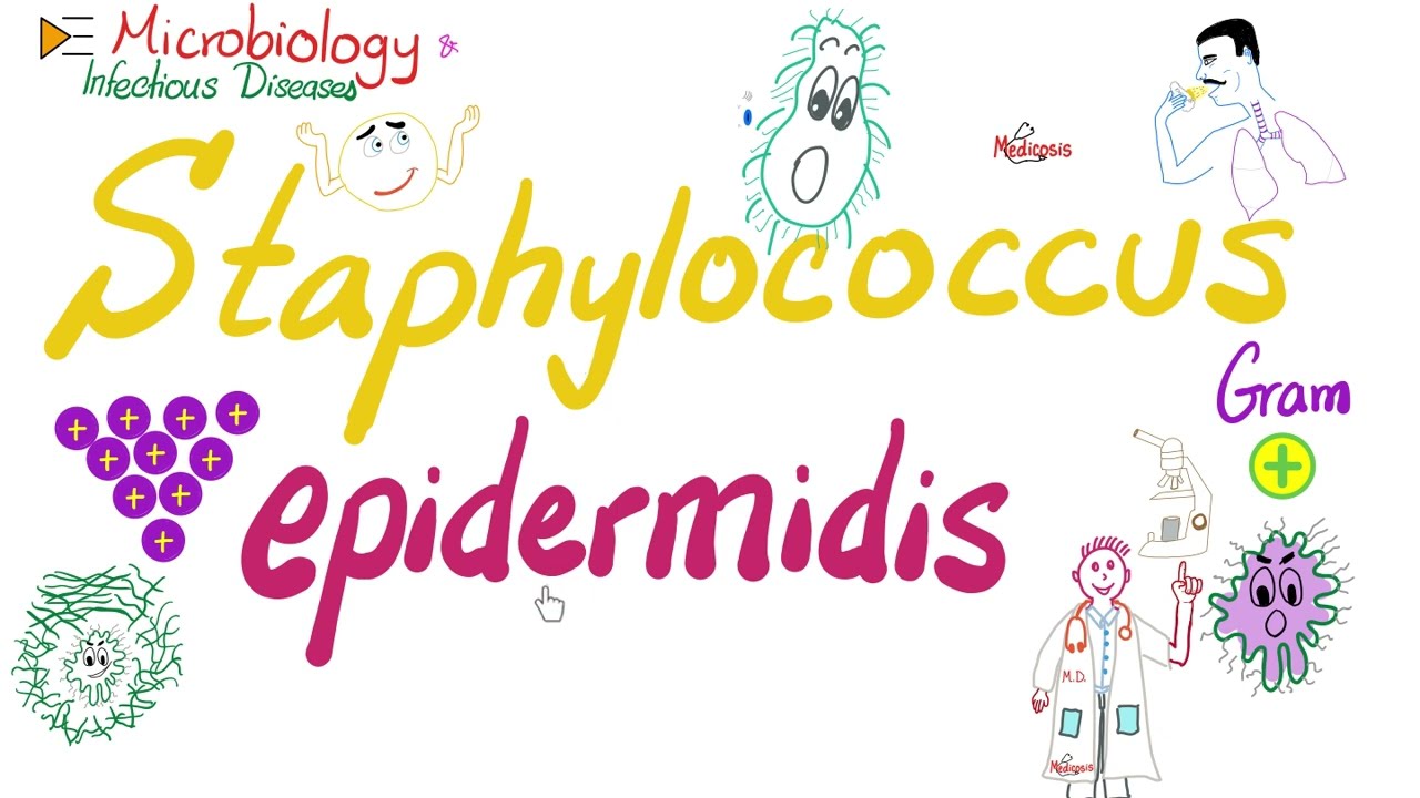 Staphylococcus epidermidis | Микробиология 🧫 и инфекционные заболевания 🦠