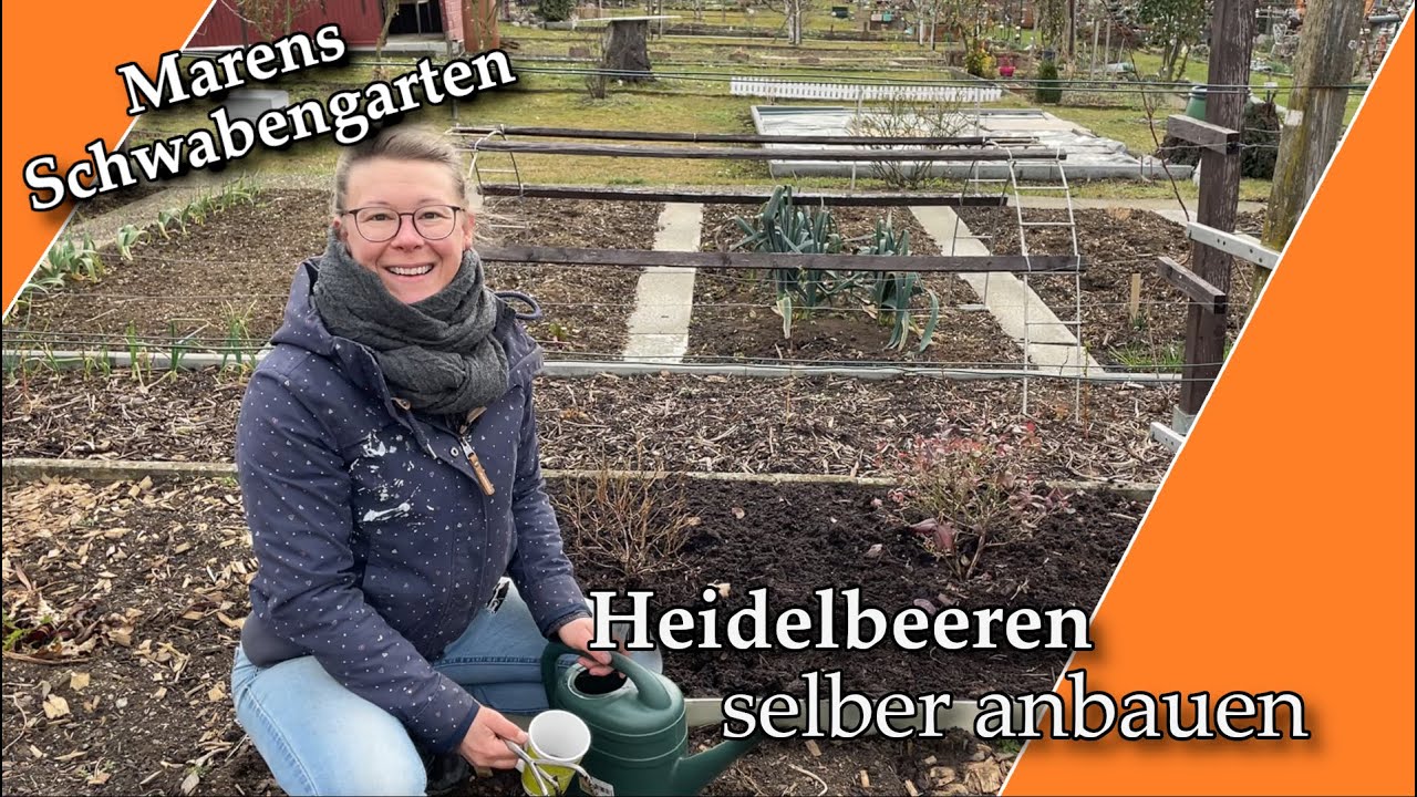 Heidelbeeren selber anbauen I Wie ich es mache I MarensSchwabengarten