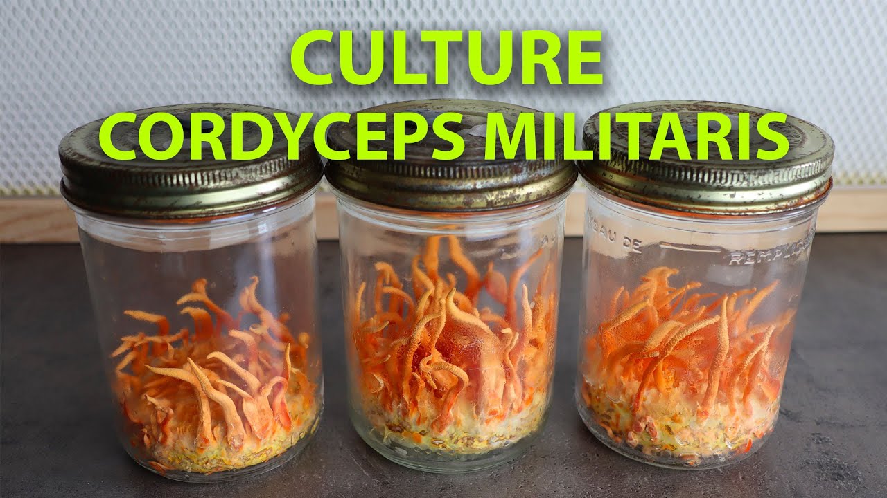 🍄 [TUTO] La CULTURE du CORDYCEPS MILITARIS - [De THE LAST OF US à notre MONDE]