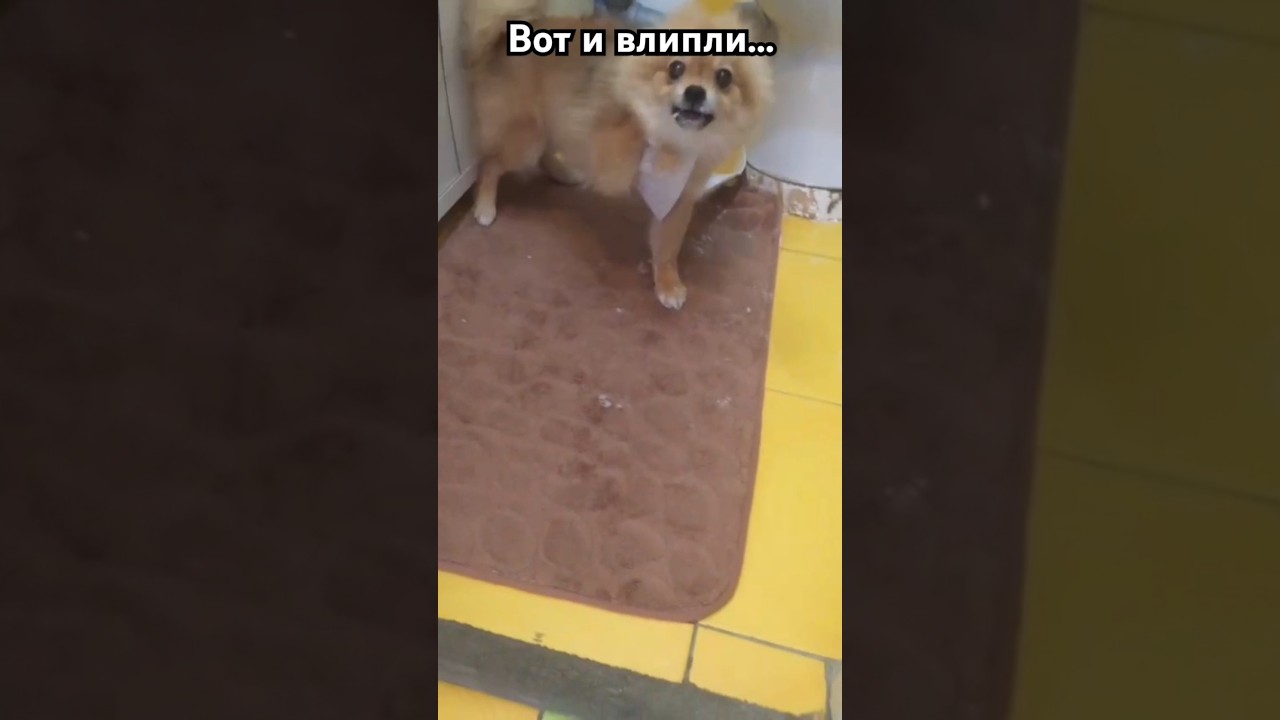 Вот это собаки даюют🙎‍♀️ 