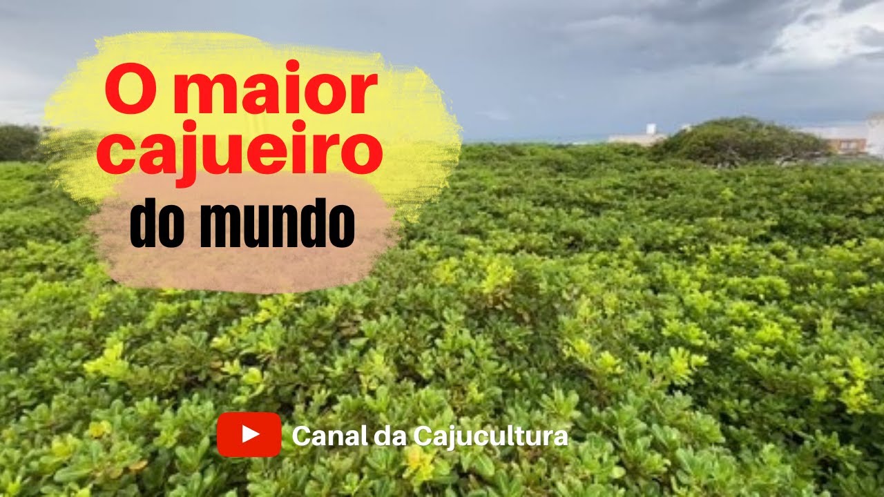 O maior cajueiro do mundo