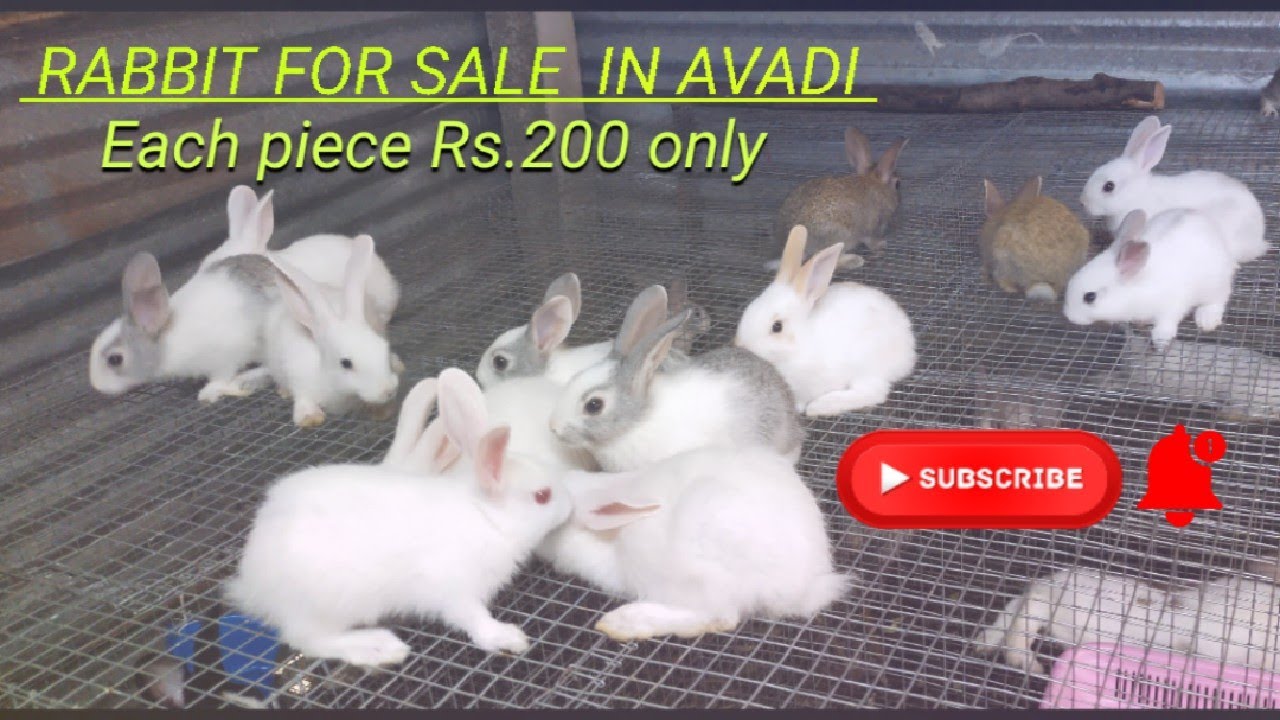 Rabbit bunny's for sale | முயல் குட்டிகள் விற்பனைக்கு உள்ளது | தமிழ்