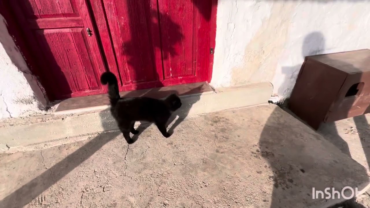 Kedi odası inşaatımız başladı 🚜👷